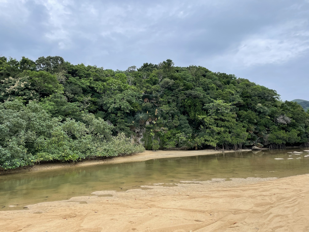 吹通川のマングローブ林