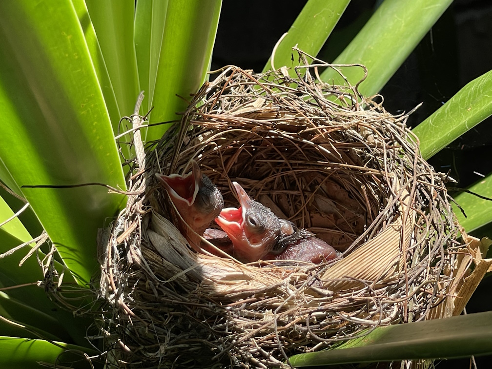 屋外シャワーの観葉植物にあった鳥の巣とヒナ