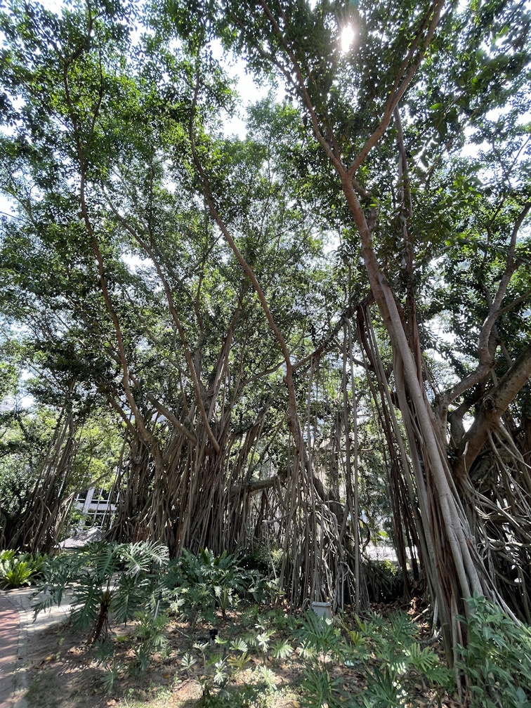 KLCC公園内のガジュマルの木