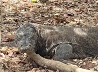 コモド島に生息しているコモドドラゴン（コモドオオトカゲ）