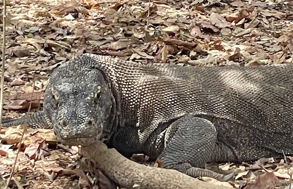 コモド島旅行#4】コモドドラゴンと対面！OPツアーをレビュー！ - 空と