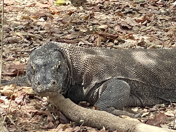 コモド島に生息しているコモドドラゴン（コモドオオトカゲ）